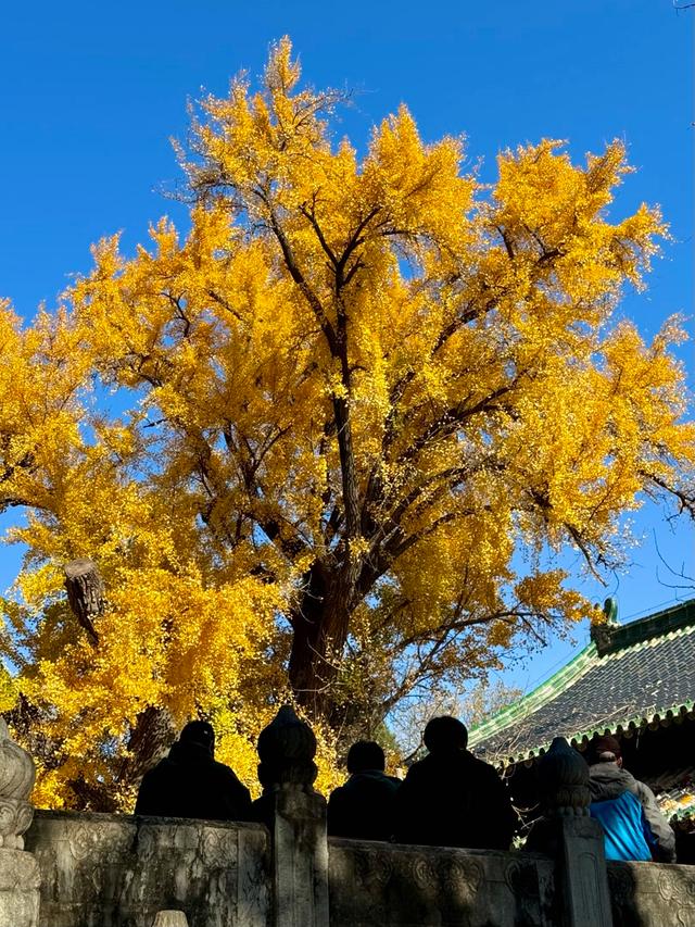 北京西山大觉寺：千年银杏“披金甲”，灿灿黄叶映古寺