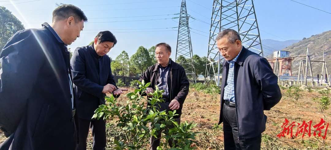 南京市“三会”一行到张家界调研茶林河产业帮扶项目