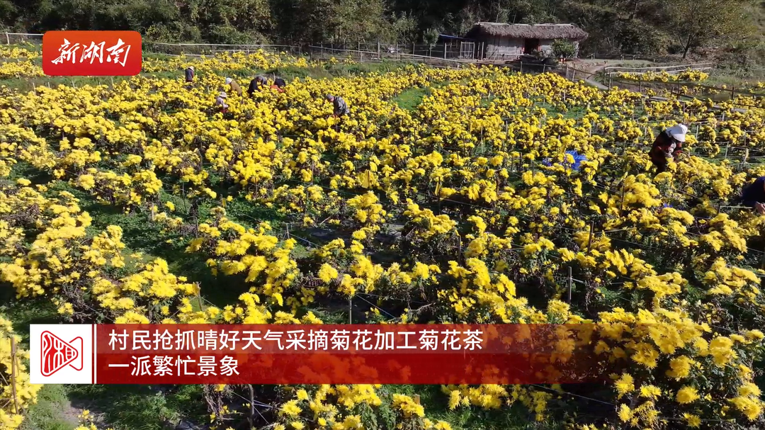 湖南南岳：高山皇菊采收忙