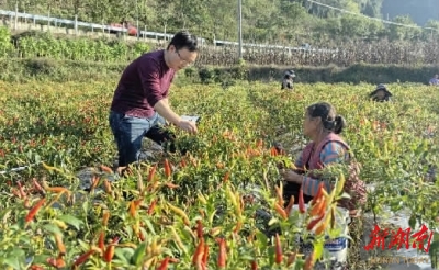 深入田间地头护航乡村振兴