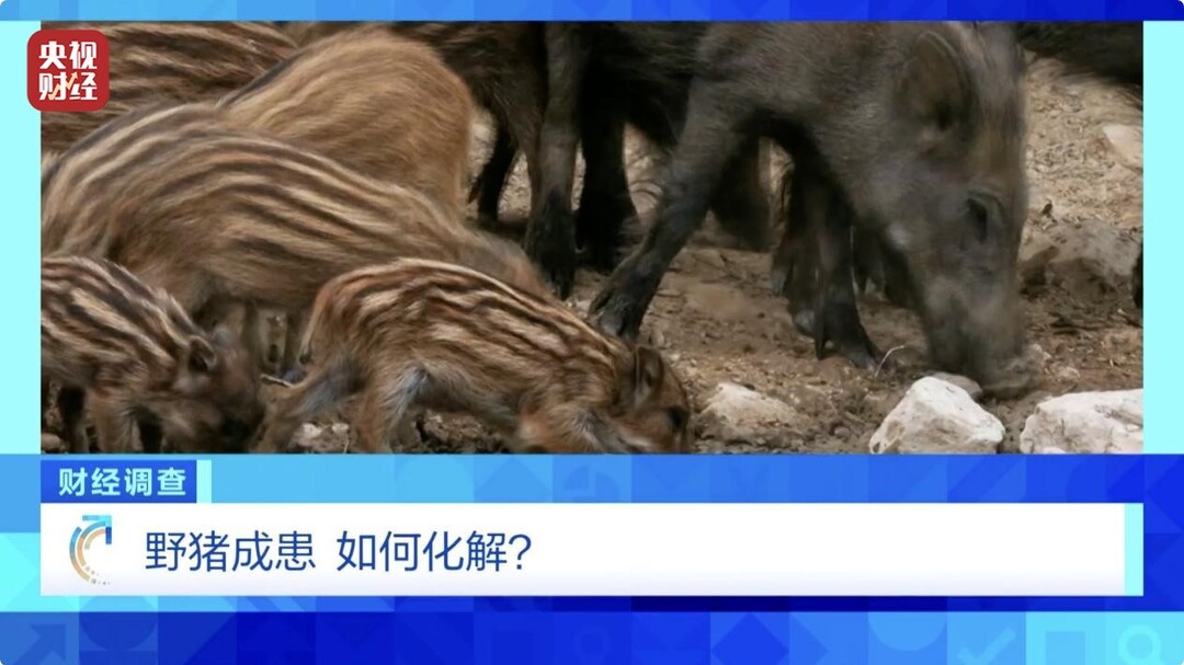 “疯狂”的野猪！多地频现野猪进城致害事件：毁物伤人、“洗劫”农田！央视直击→