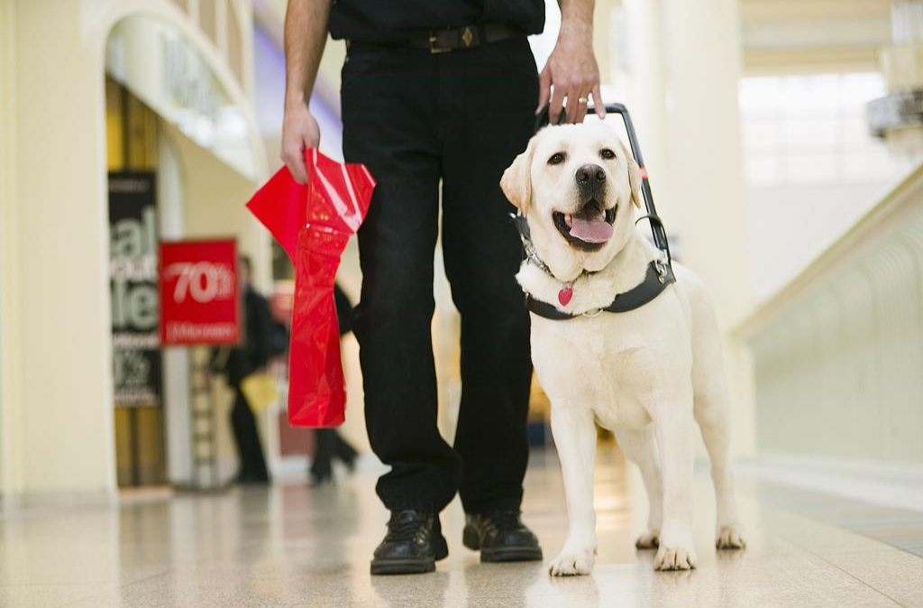 申请竟需全楼邻居都同意，导盲犬进楼为何遭遇执行难？