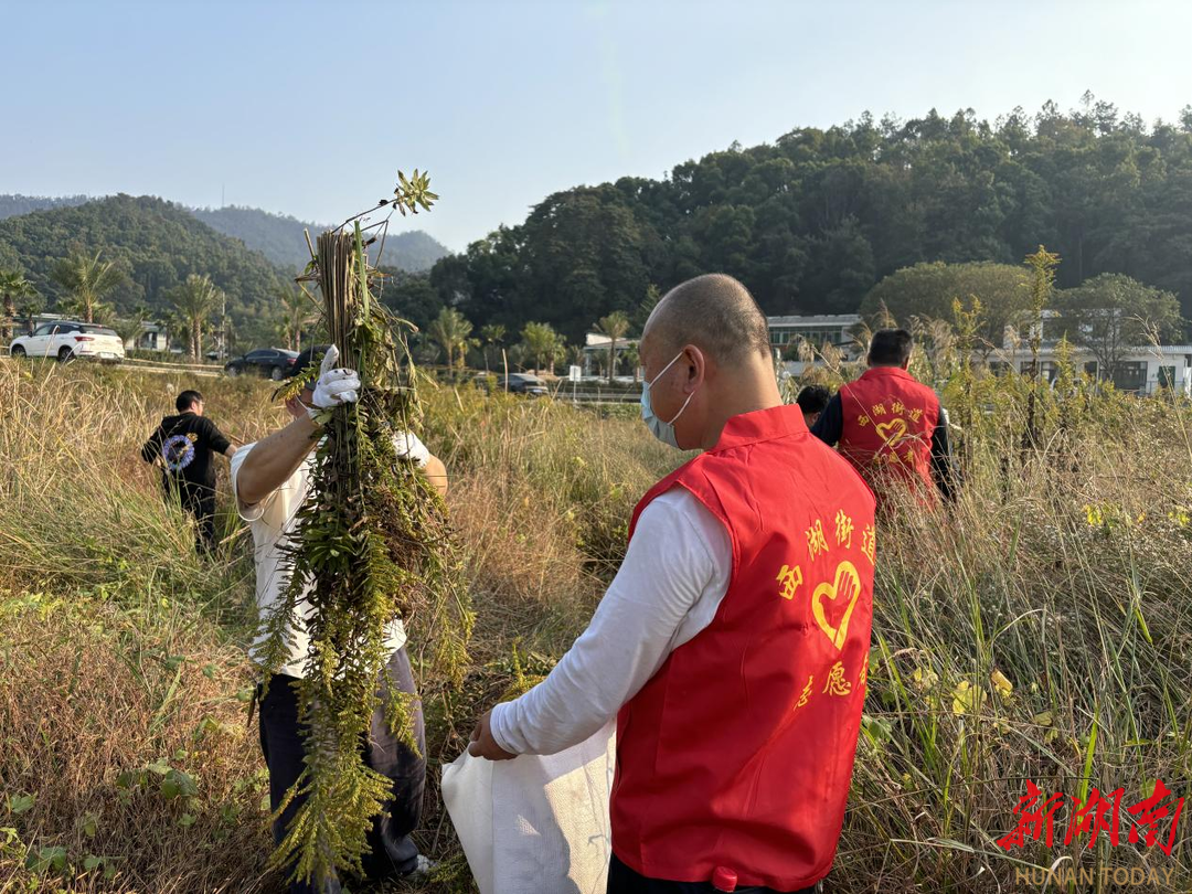 全力守护生态安全！西湖街道开展“加拿大一枝黄花”清除行动