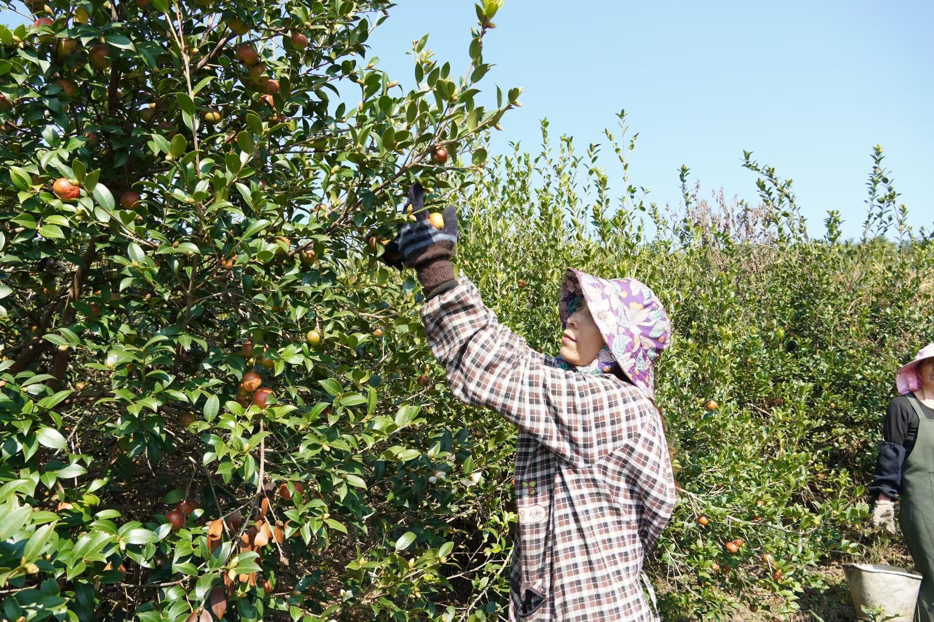 湖南新邵7.8万亩油茶喜获丰收