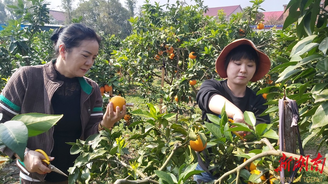 攸县高车头村：“红美人”柑橘迎来“甜蜜”丰收季