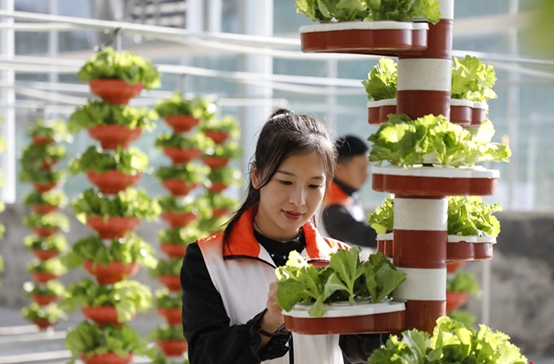 Smart Greenhouses Set up to Boost Vegetable Industry Development