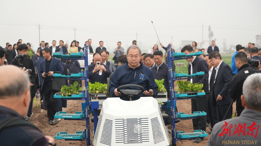 “一蔸好菜”染绿冬天——安乡县利用冬闲田发展菜薹种植，菜薹产业规模、产品口碑进入全国第一方阵