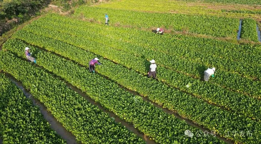 江华3000多亩菜心迎丰收 奔赴永州蔬菜博览会