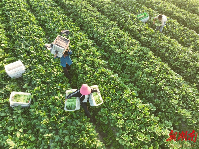 In Pics: Seasonable Vegetables Harvested in Hunan