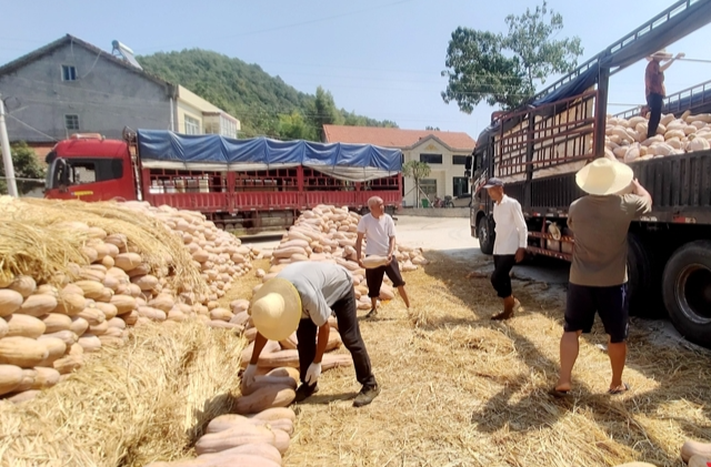 石门：“老北瓜”变“黄金瓜” ，助力山区农民致富