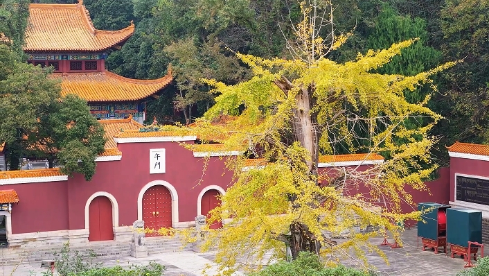 视频 | 炎帝陵景区1400余年古银杏树进入最佳观赏期