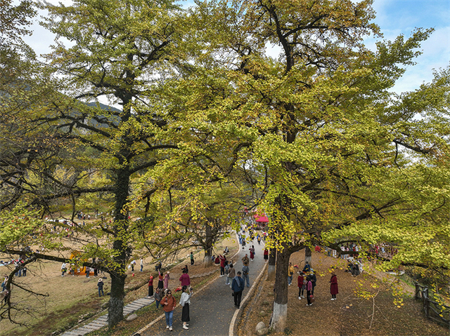 Ginkgo Trees Enter Best Viewing Season