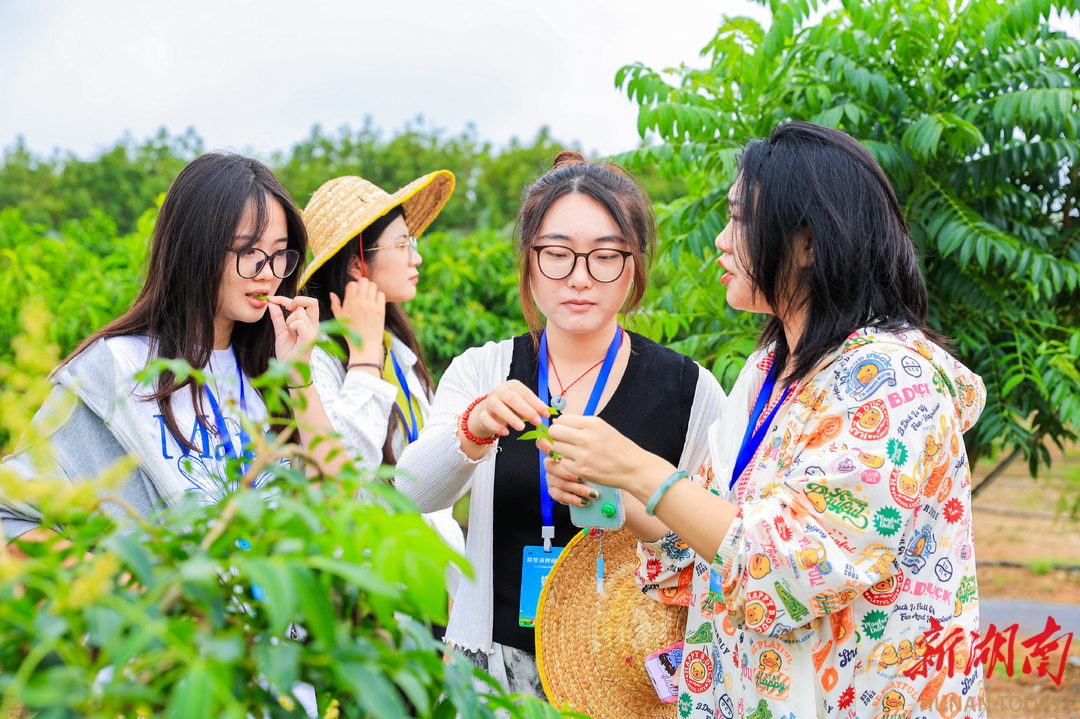 “2024年全國重點網(wǎng)絡(luò)媒體海墾行”走進海南農(nóng)墾大嶺苗木產(chǎn)業(yè)園