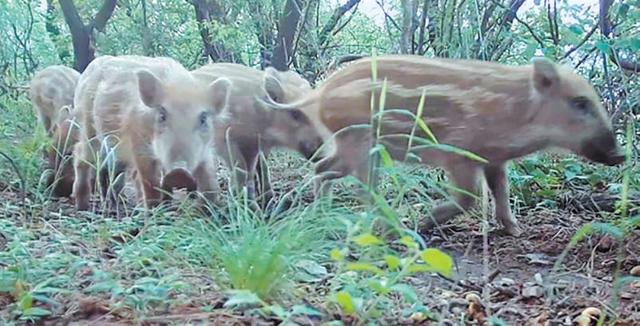 疯狂的野猪京郊频频撒野