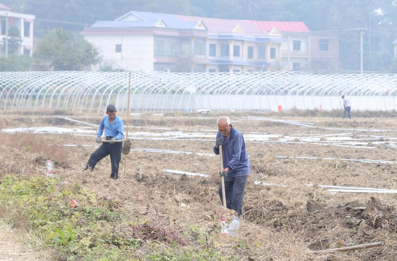 衡山：冬日大棚建设忙，设施农业促增收