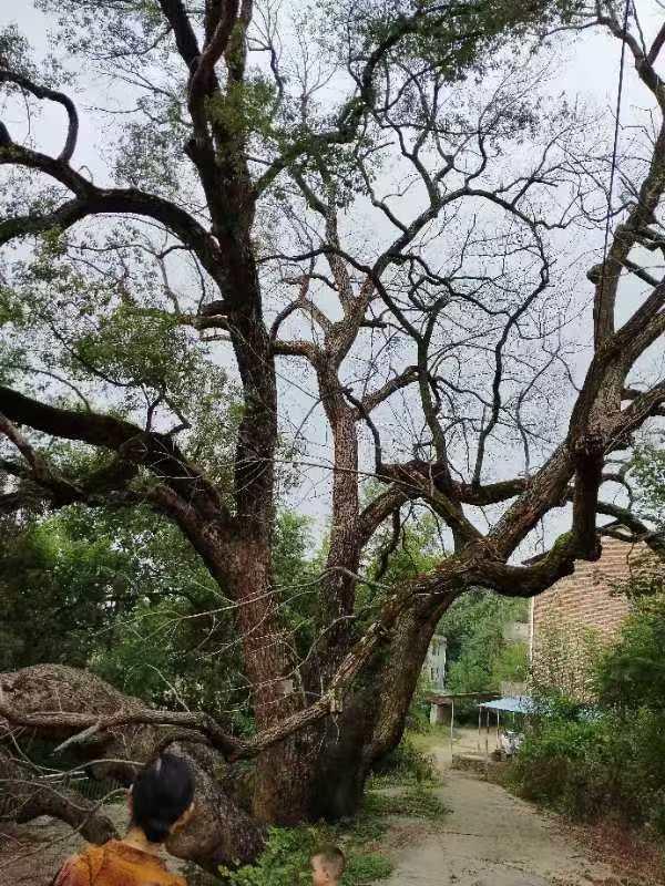 耒阳市林业局为500年古樟树“祛病延年”