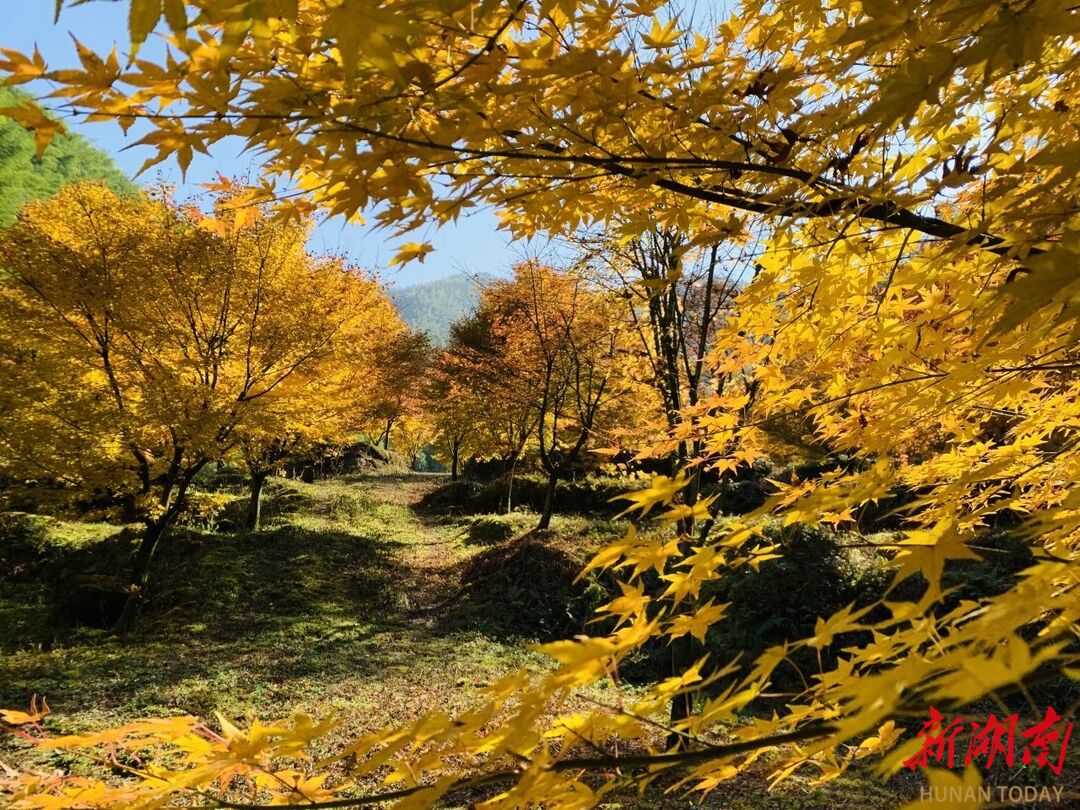 蓝山谷旅游景区闭园公告