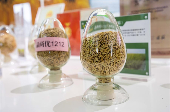 In Pics: Seed Industry Flourishing Amid Tech Innovation in Hunan