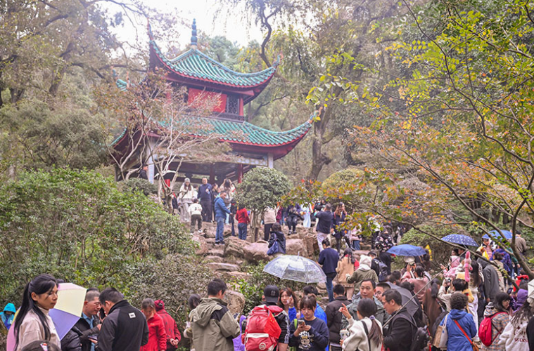 18th Yuelu Mountain Red Maple Festival Kicks off