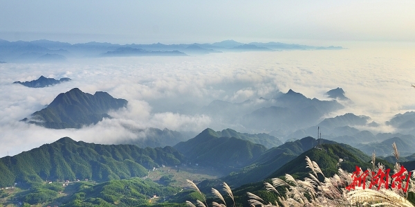 湘中药库”，迈进“黄精时代”@湖南日报