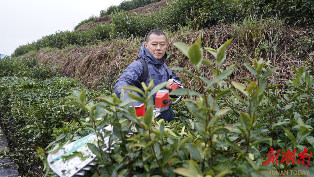 湖南茶叶总产量稳居全国第6位 茶业综合产值突破千亿大关PG电子app(图4)