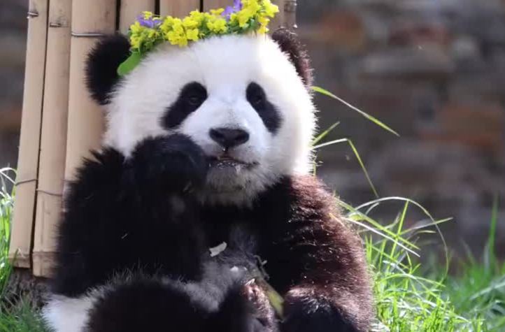 全球大熊猫圈养种群数量达757只