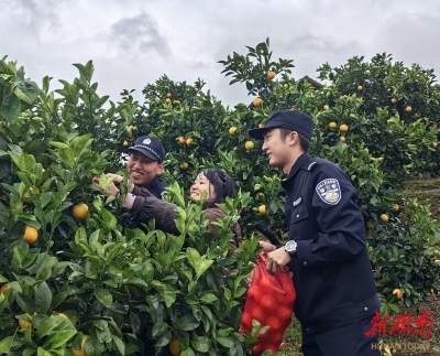 当好冰糖橙守护官