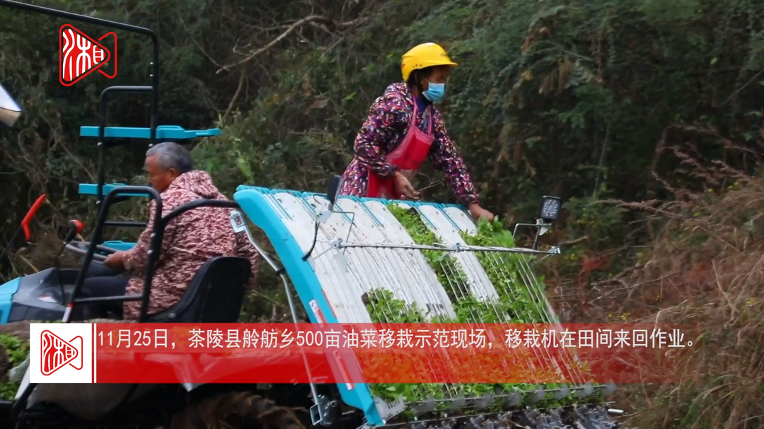 茶陵：机械化移栽油菜 1亩只需20分钟