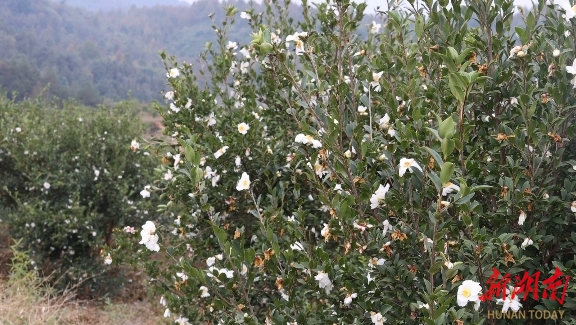 武冈：油茶花开满山岗 特色产业促增收