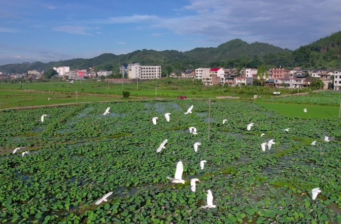 视频 | 永兴：绿水青山生态美 白鹭翩翩入画来