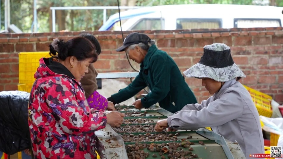 宜章縣：機械代替人工，油茶果剝殼大提速