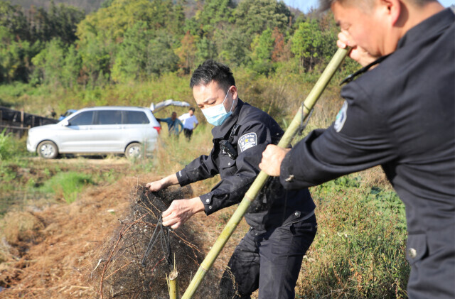 又到候鳥遷徙季，新田拆除非法捕鳥網(wǎng)300余米