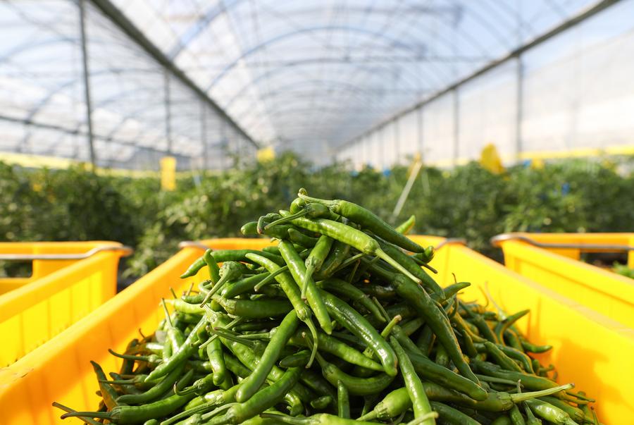 Economy&Life | Smart greenhouses applied in pepper planting in central China's Hunan