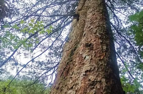 通告丨八面山，不得擅入