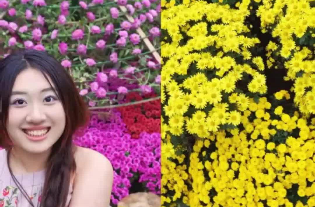 青春合伙人丨来看菊花展！岳麓山赏菊指南