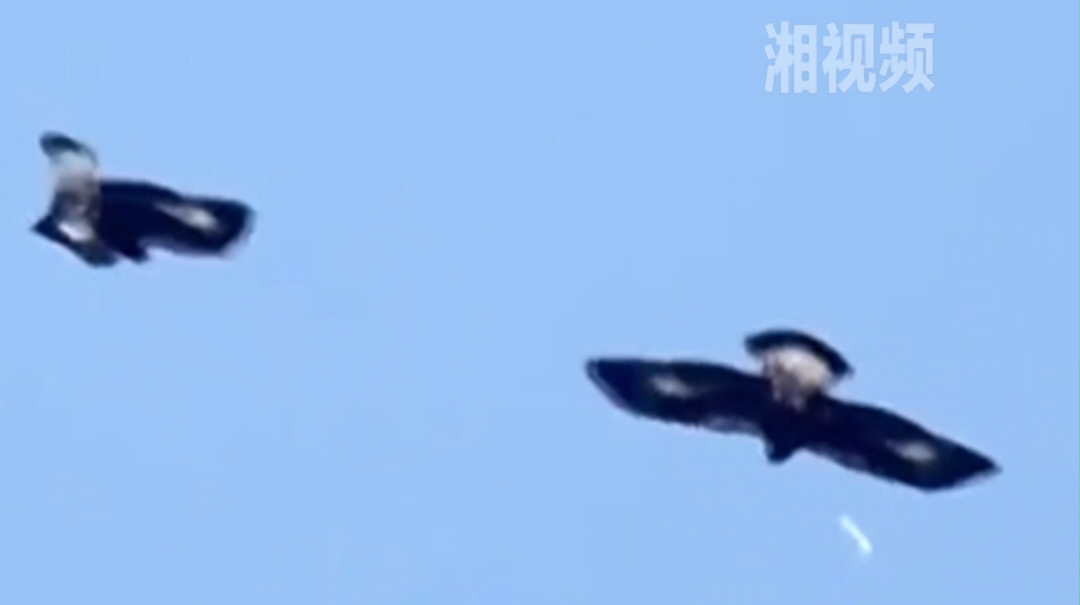 罕见画面！2只小金雕一边飞一边牵手转圈圈，还踢起了“足球”
