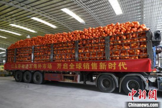 Jiangyong Pomelos Exported to Vietnam Through Direct Truck Service