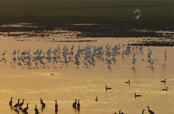 Migratory Birds Flock to Dongting Lake