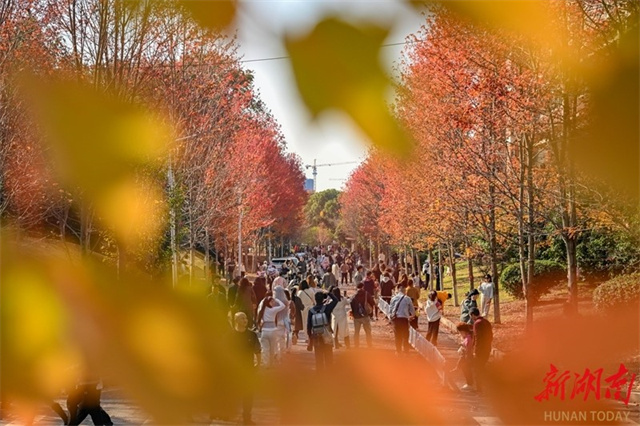 Stunning Views of Maple Leaves Captured at Hunan Agricultural University