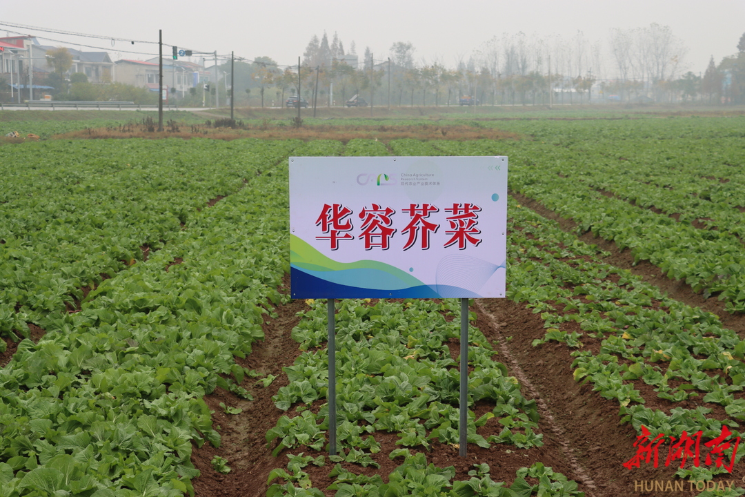 湖南理工学院“牵手”华隆酸菜→擦出共赢火花！