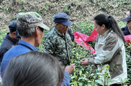 茶农充电忙，吉首市己略乡开展秋冬茶叶技能培训