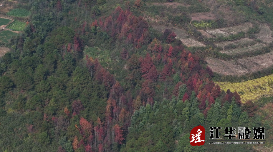 江华：漫山红叶 层林尽染