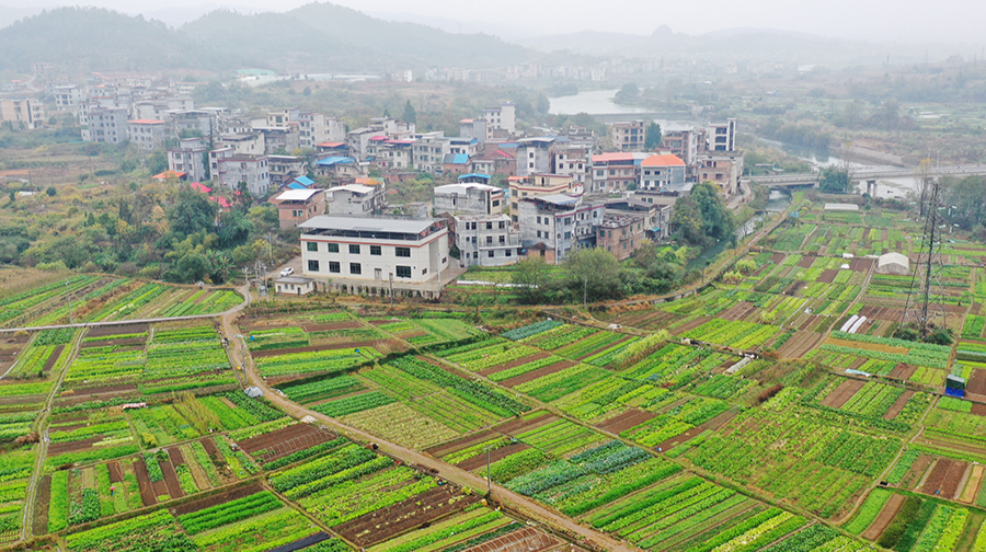 蔬菜興業(yè)助增收