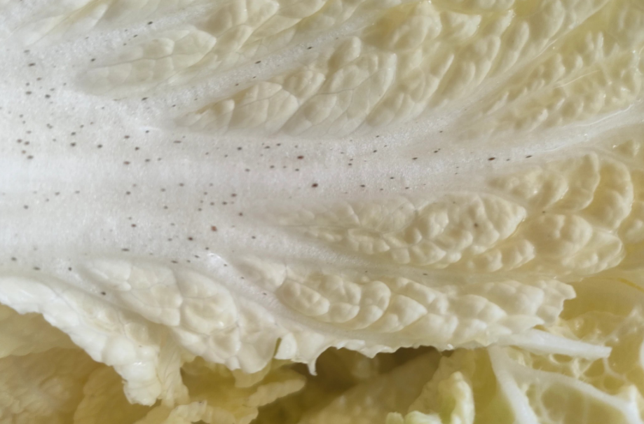 白菜长“小黑点”还能吃吗？