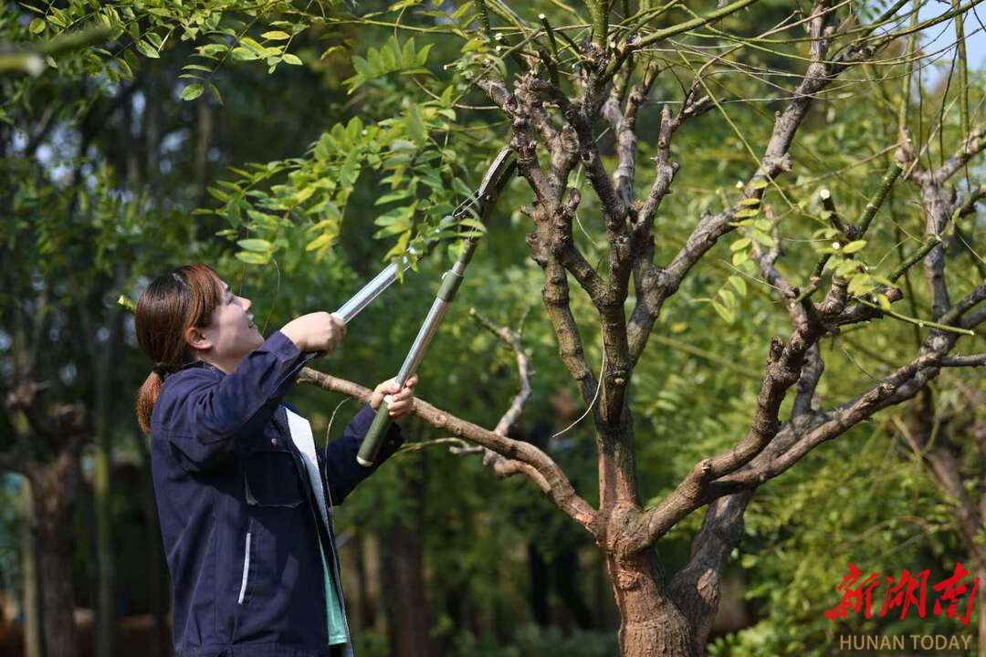 “紅色沙漠”變身“綠色銀行”  衡陽縣金槐產(chǎn)業(yè)產(chǎn)值逾億元