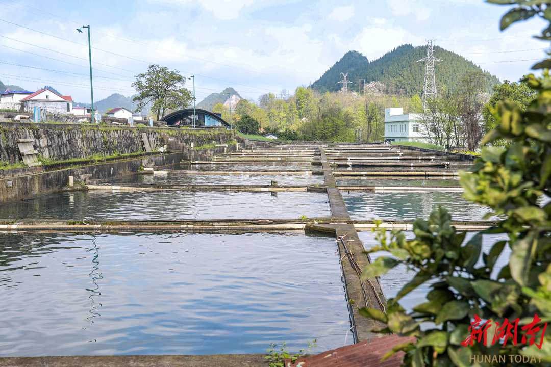 湘西大山产出“世界珍馐”鱼子酱