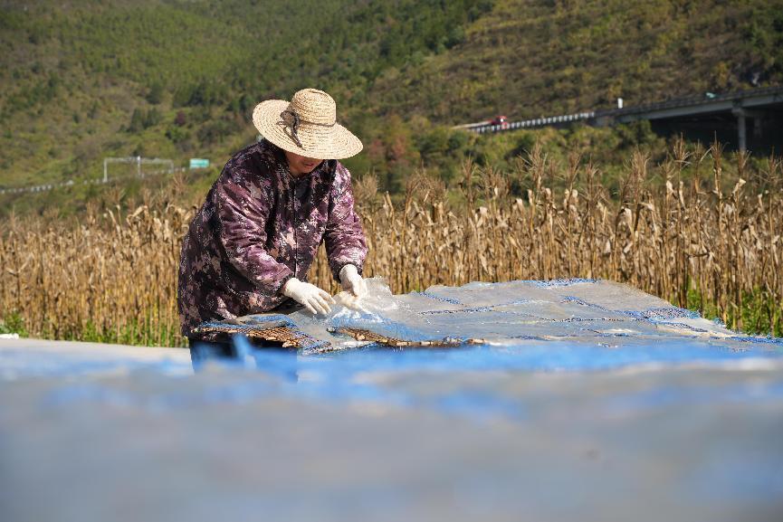 宜章縣月梅村：暖冬曬粉條 增收迎“薯”光