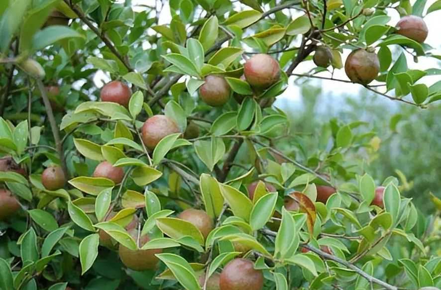 各界共謀共促油茶產業(yè)創(chuàng)新發(fā)展