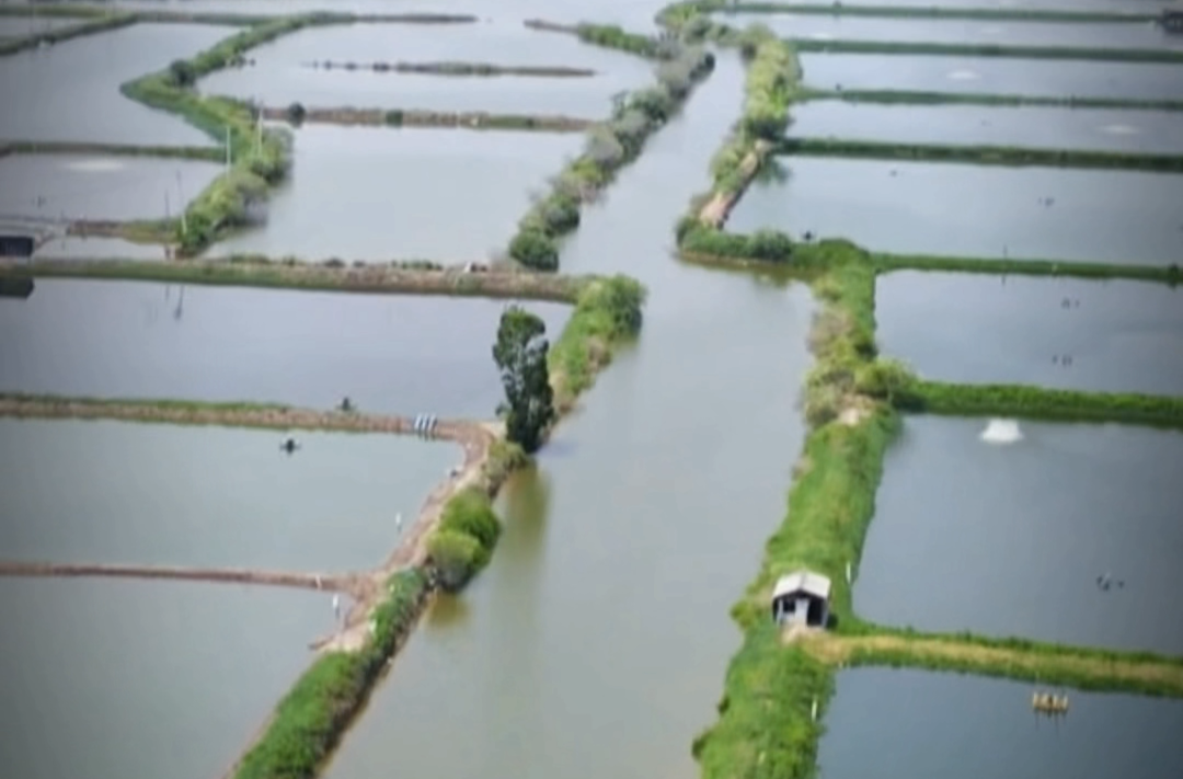 引“金”入水 “魚”額充足