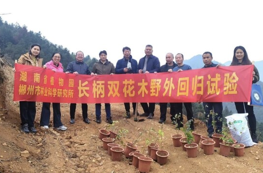 又一珍稀瀕危植物在湘南“野培”